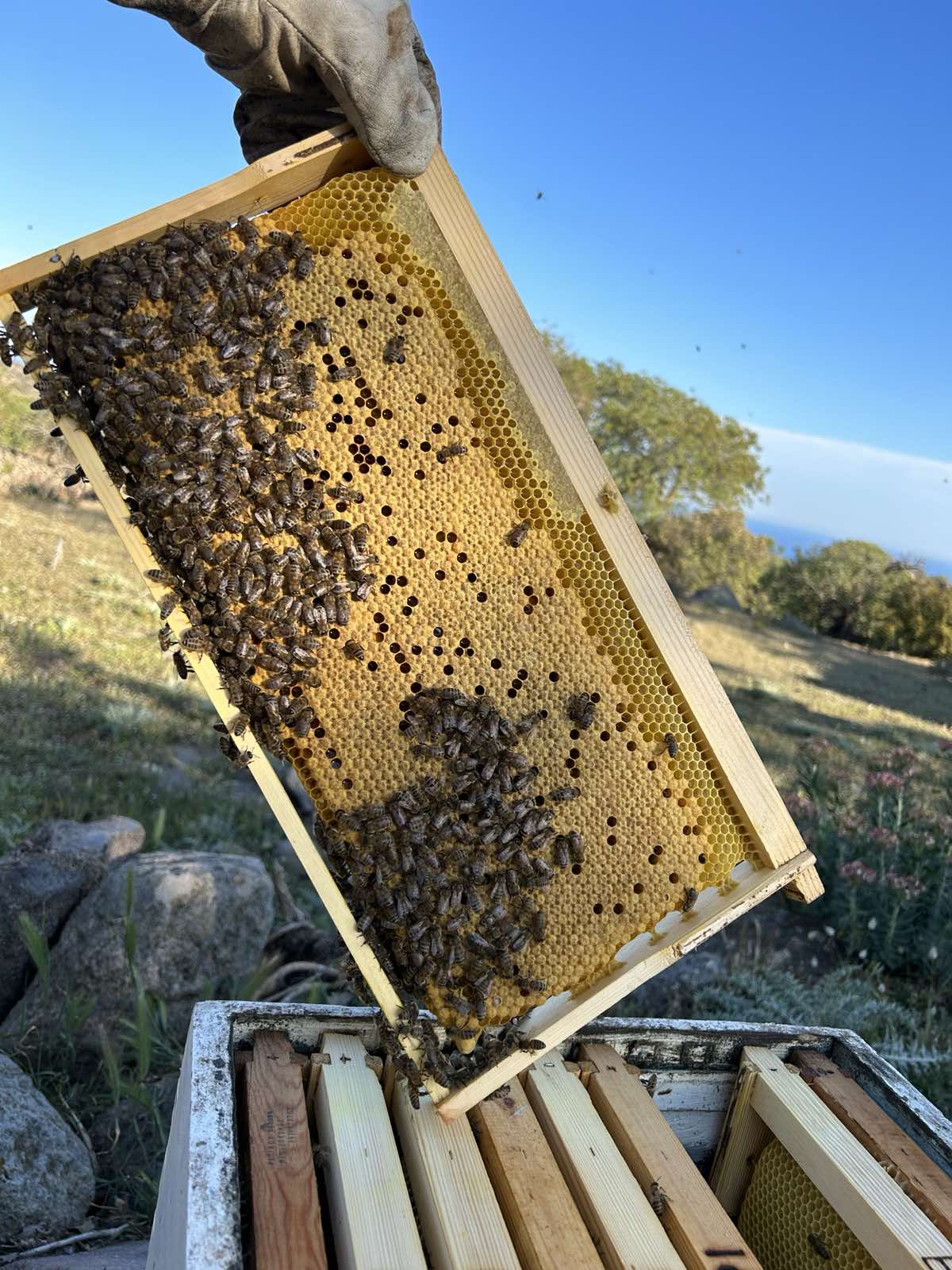 Beekeepers at Mauri Honey Shop